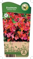 Erysimum lin. 'Constant Cheer'