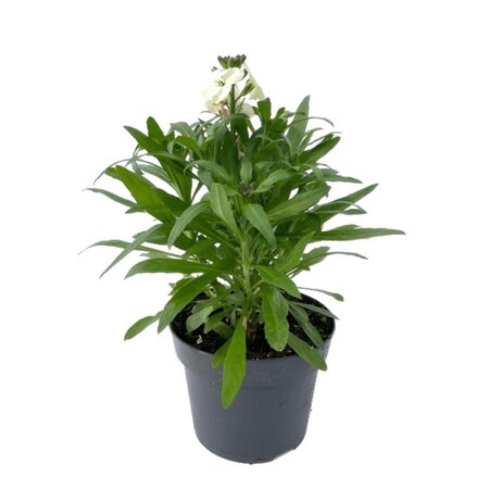 Erysimum linifolium 'Constant Cheer' pot 13 cm
