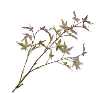 Esdoorntak l108cm paars/groen