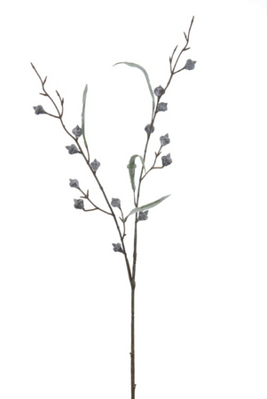 Eucalyptus gomph. tak l70cm zwrt