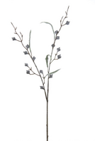 Eucalyptus gomph. tak l70cm zwrt