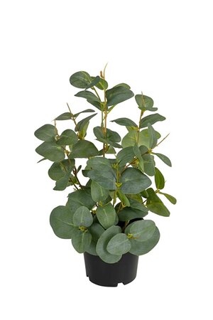Eucalyptus h30cm i/pot groen