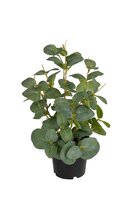 Eucalyptus h30cm i/pot groen