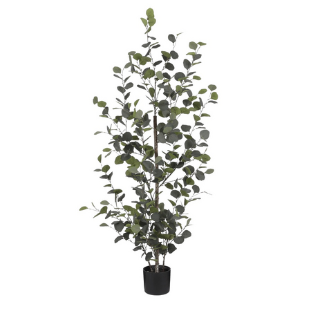 Eucalyptus in pot d30h150cm groen