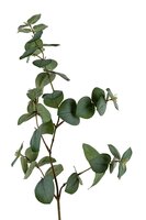 Eucalyptussteel l73cm groen