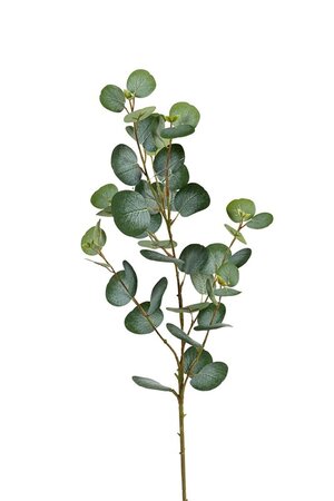 Eucalyptussteel l80cm groen