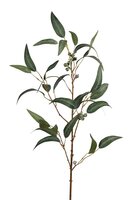 Eucalyptussteel l95cm groen