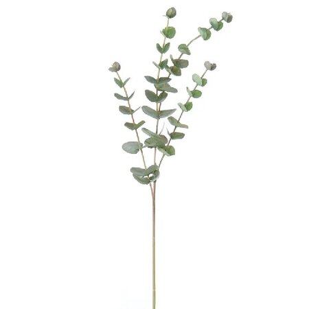 Eucalyptustak l60cm groen