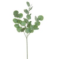 Eucalyptustak l65cm groen