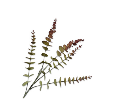 Eucalyptustak l74cm bordeaux/groen