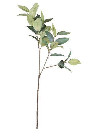 Eucalyptustak l80cm groen