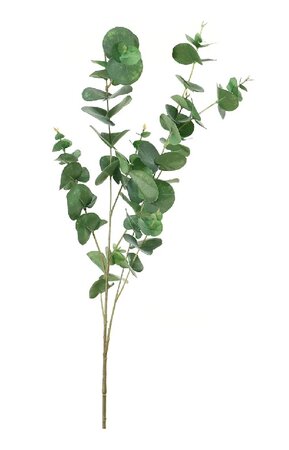 Eucalyptustak l98cm groen