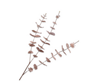 Eucalyptustak l99cm champagne