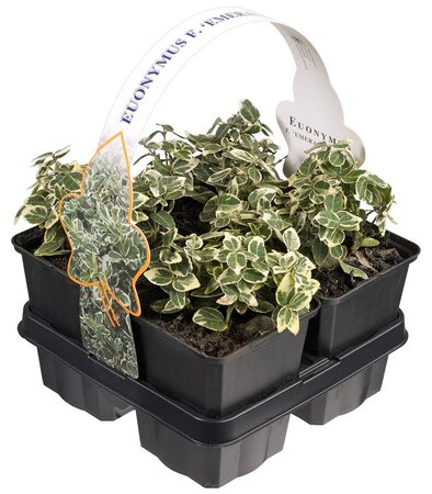 Euonymus for. 'Emerald Gaiety'