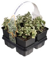 Euonymus for. 'Emerald Gaiety'