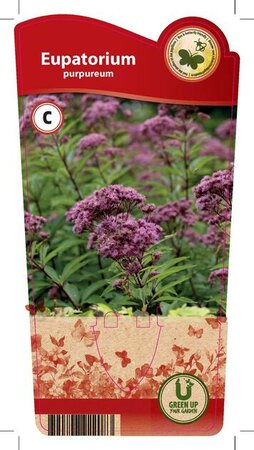 Eupatorium purpureum