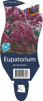 Eupatorium purpureum