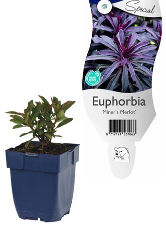 Euphorbia 'Miner's Merlot'
