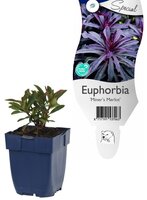 Euphorbia 'Miner's Merlot'