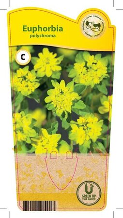 Euphorbia polychroma