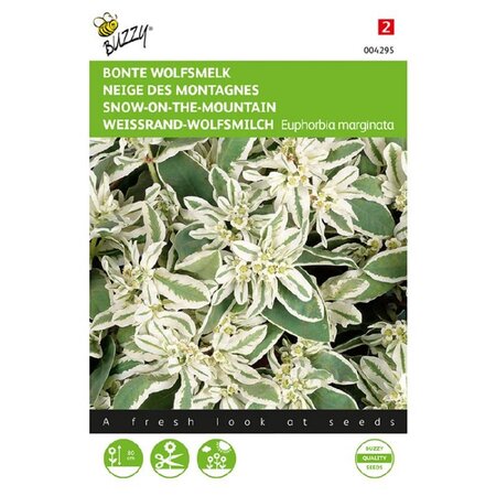 Euphorbia snow on the mountain - afbeelding 1