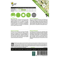 Euphorbia snow on the mountain - afbeelding 2