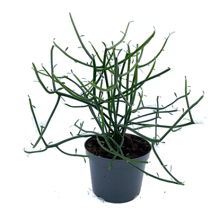 Euphorbia tirucalli pot 11 cm