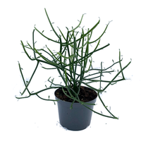 Euphorbia tirucalli pot 11 cm