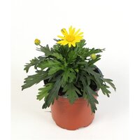 Euryops p10