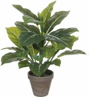 Evergreen in pot d40h49cm groen