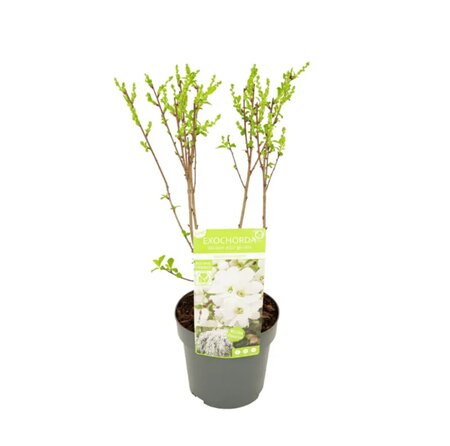 Exochorda rac. 'Mag. Springtime'®