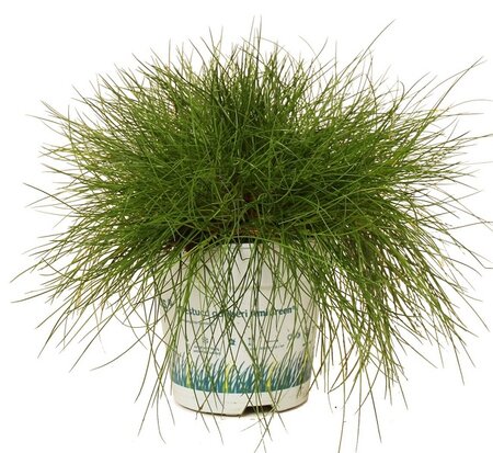 Festuca gautieri 'AmiGreen'®