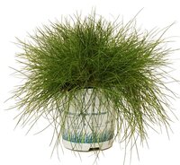 Festuca gautieri 'AmiGreen'®