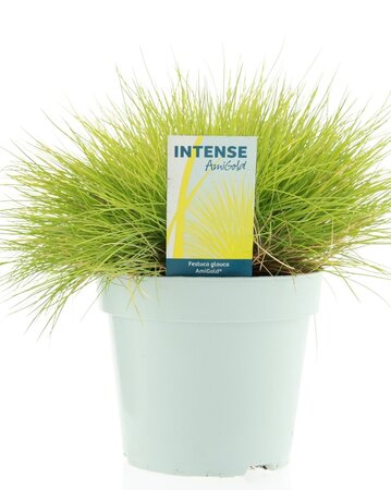 Festuca glauca 'AmiGold'®