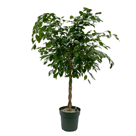 Ficus Adora (Gevlochten) pot 27 cm
