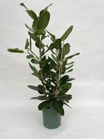 Ficus altissima pot 27cm