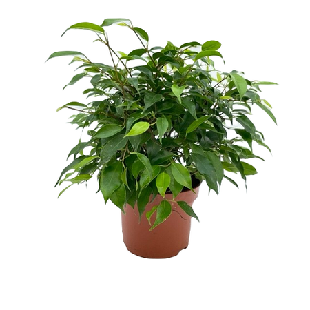 Ficus benja. 'Green Kinky' pot 12 cm