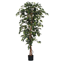 Ficus benjamina d100h180cm groen