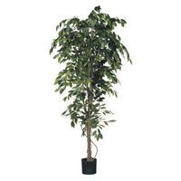Ficus benjamina in pot d100h210 grn