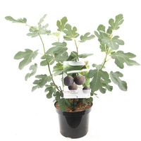 Ficus carica 'Brown Turkey' - afbeelding 2