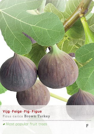 Ficus carica 'Brown Turkey' - afbeelding 1