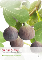 Ficus carica 'Brown Turkey'