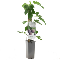Ficus carica c2 h60cm - afbeelding 2
