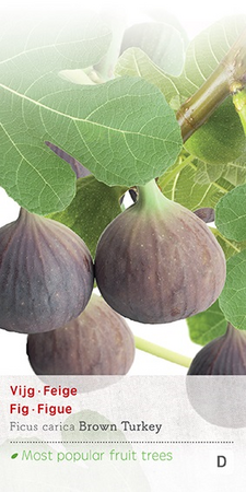 Ficus carica c2 h60cm - afbeelding 1