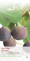 Ficus carica c2 h60cm