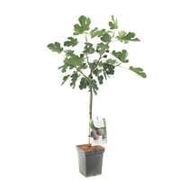 Ficus carica P22 - afbeelding 2