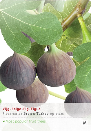Ficus carica P22 - afbeelding 1
