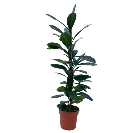 Ficus cyathistipula pot 21cm.