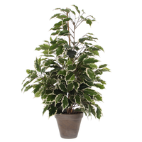 Ficus exotica d60h65cm groen (Zijde-plant)