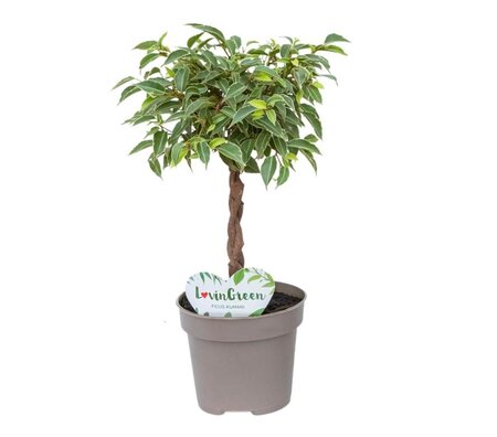 Ficus Lucky pot 12 cm